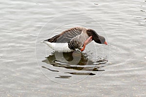 Pink foot goose