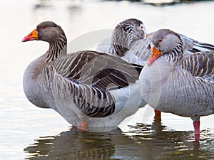 Pink footed geese