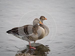 Pink footed geese