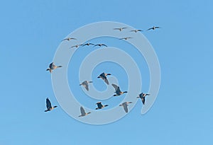 Pink Footed Geese in Flight