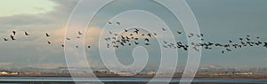 Pink-footed geese in flight over Pilling Marsh