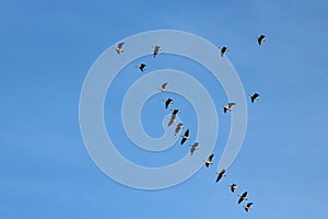Pink-footed geese flying in formation, blue sky