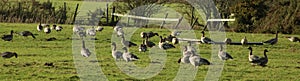 Pink-footed geese on ground in field in winter