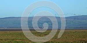 Pink footed geese, Pilling Marsh, Lancashire