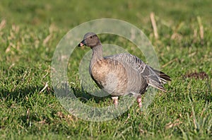 Pink Footed Goose