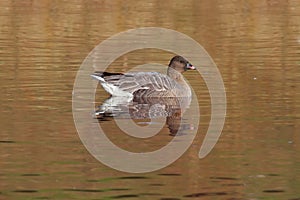 Pink-footed Goose (Anser brachyrhynchus)