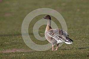 Pink-footed goose, Anser brachyrhynchus