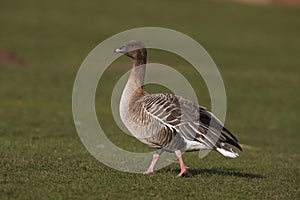 Pink-footed goose, Anser brachyrhynchus