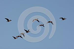 Pink-footed goose, Anser brachyrhynchus