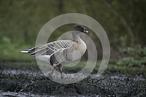 Pink-footed goose, Anser brachyrhynchus