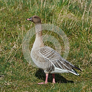 Pink-footed goose (Anser brachyrhynchus)