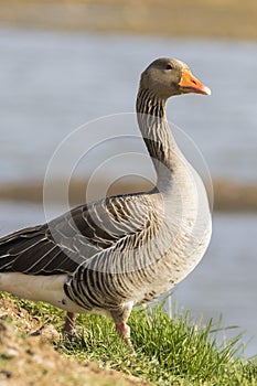 Pink footed Goose