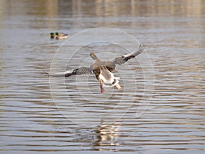 Pink footed goose in flight