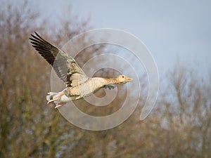 Pink footed goose in flight