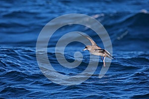 Pink-footed shearwater in flight