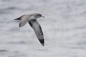 Pink-footed Shearwater, Puffinus creatopus in flight