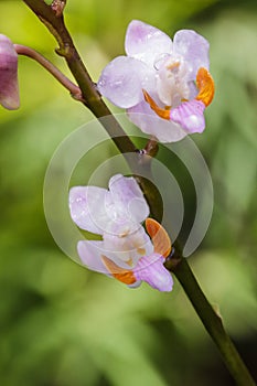 Pink forest orchid in rain forest, Thailand