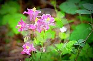 Pink Forest Wildflowers