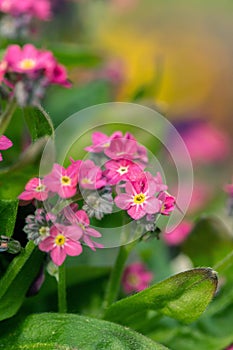 Pink forget-me-not flower (Genus Mysotis).