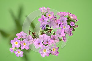 Pink Forget Me Not Flowers