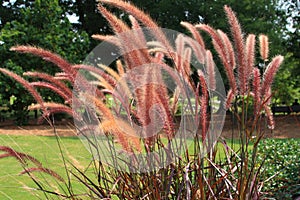 Pink Fountain grass