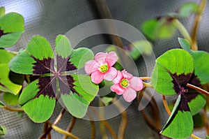 Pink four leaves clover flowers, green leafs trefoil, lucky symbol