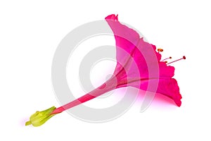 Pink Four o`clock flower