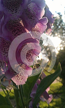 Pink foxglove