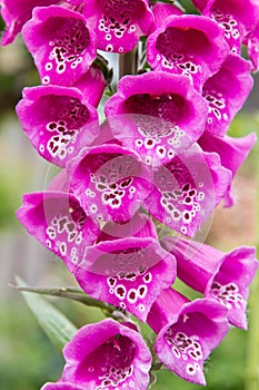 Pink foxglove flower closeup. Digitalis