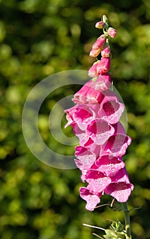 Pink foxglove flower in a summer garden