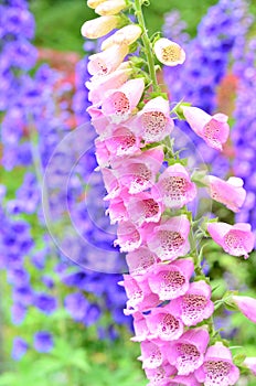 Pink foxglove flowers