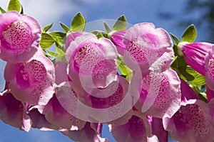 Pink Foxglove Flowers