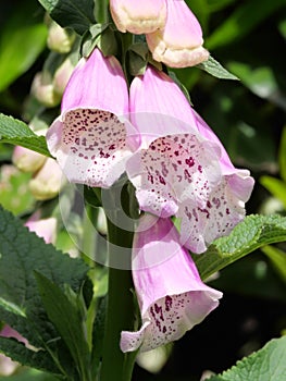 Pink Foxglove flowers of the Foxglove, Digitalis purpurea