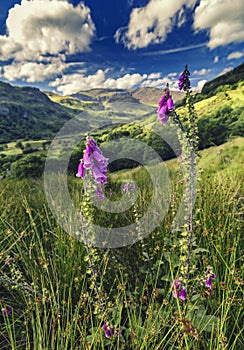 Pink Foxglove Flowers on Green Slopes of Gwynant Valley in Snowdonia