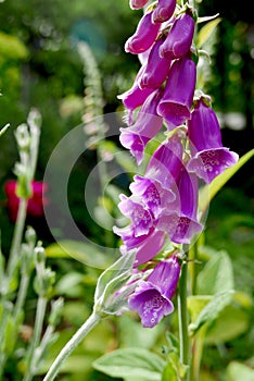 Pink foxglove flowers stand tall against the green of the garden
