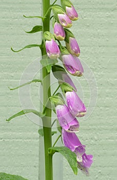 Pink foxgloves