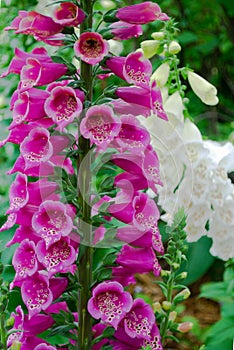 Pink foxgloves