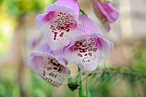 Pink Foxgloves in garden