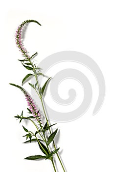 Pink foxtail flower blossom