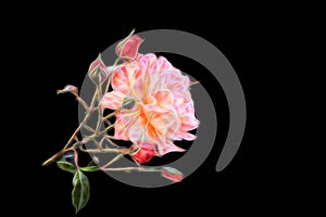 Pink fractal rose on an isolated black background