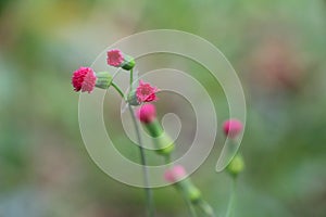 Pink fragile Plant and Flower - Flowers of Matagalpa Nicaragua photo