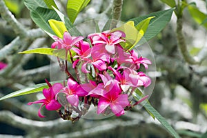 Pink Frangipani Blooms, vibrant blooming frangipani tree