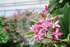 Pink frangipane flower