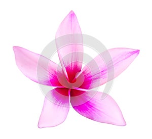 Pink frangipani