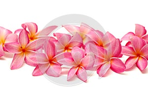 Pink Frangipani