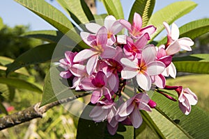 Pink frangipani blooms. Pink opened blossoms flowering on tree.