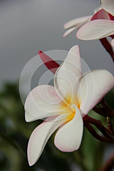 Pink Frangipani