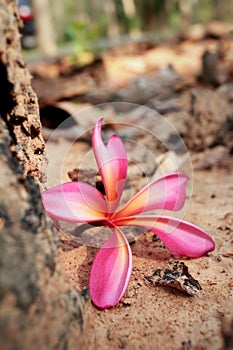 Pink frangipani flower