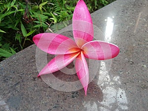 a pink frangipani flower that fell from the tree did not detract from its beauty though