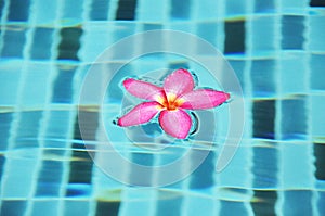 Pink Frangipani flower floating in the pool